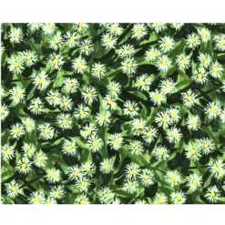 Tela ZD-76473-001 100% algodón, diseño hiedra inglesa,  1.10 mt. ancho x 30 cm